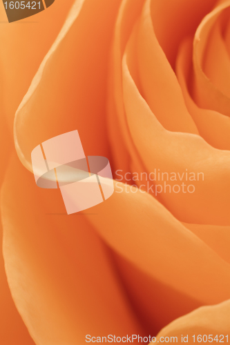 Image of orange rose macro