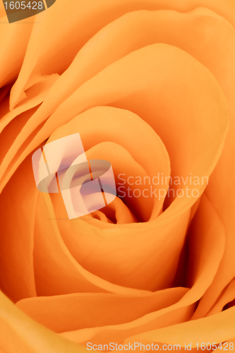 Image of orange rose close up