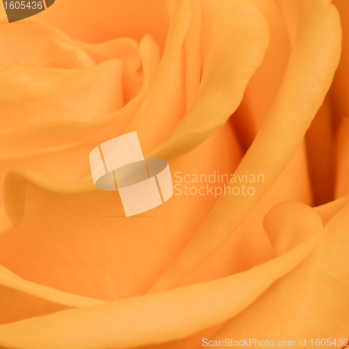 Image of orange rose close up