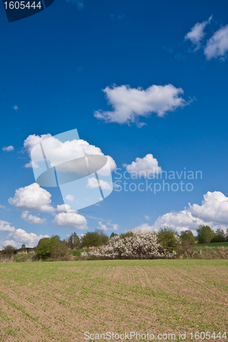 Image of green field