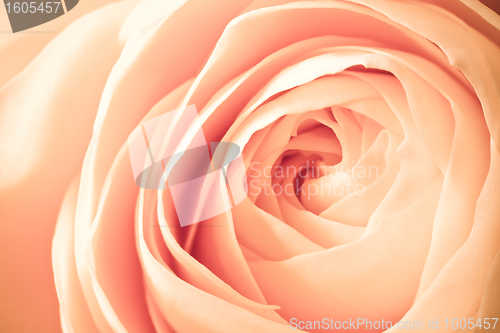 Image of orange rose macro