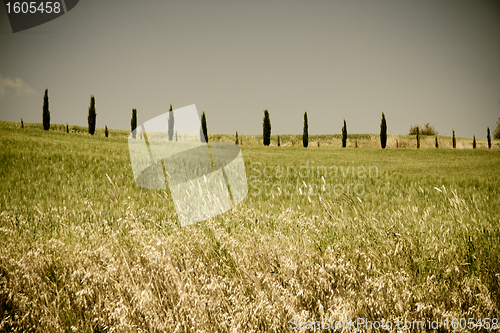 Image of Typical Tuscan landscape