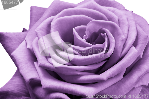 Image of violet rose