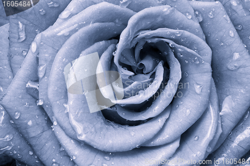 Image of blue rose