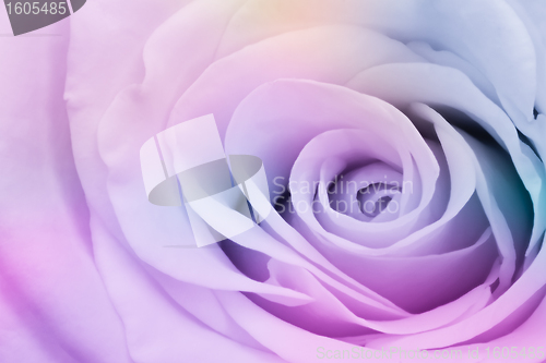 Image of multicolor rose