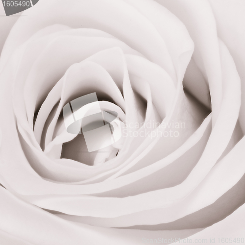 Image of white rose close up