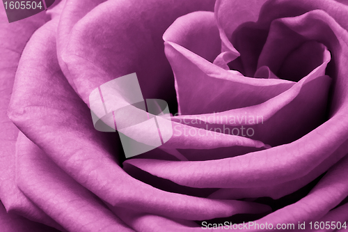 Image of pink rose