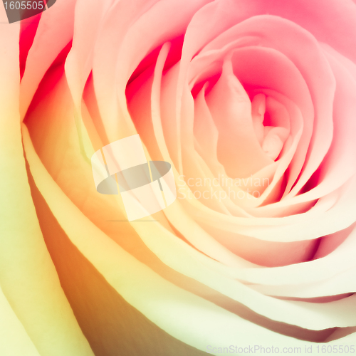 Image of multicolor rose