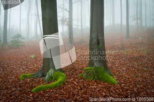 Image of misty forest