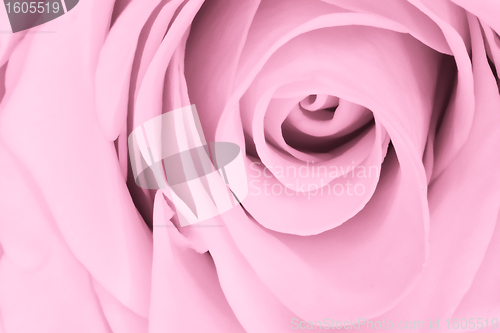 Image of pink rose close up