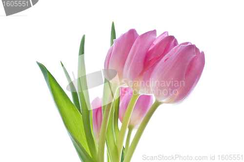 Image of pink tulips