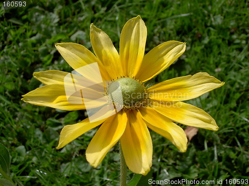 Image of Yellow flower