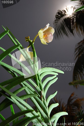 Image of orchid