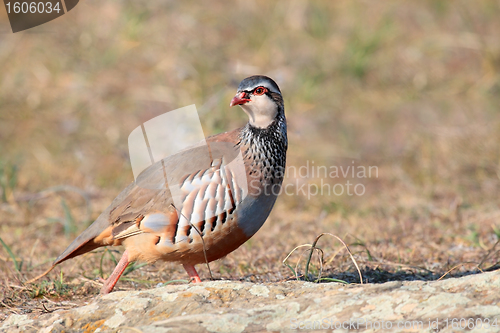 Image of alectoris rufa