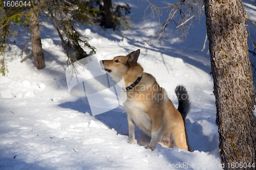 Image of Hunting dog. Winter