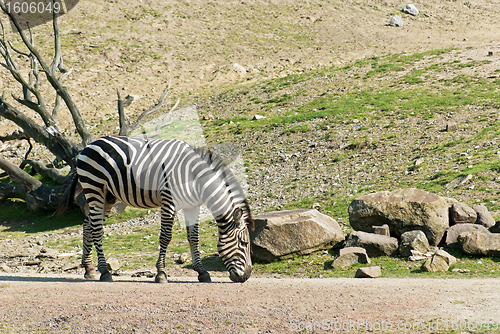Image of Zebra