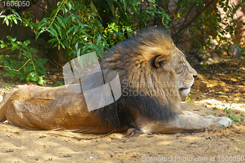 Image of Male Lion