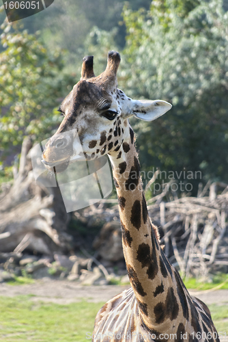 Image of Giraffe