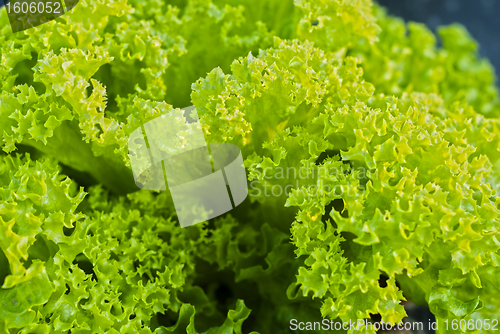 Image of Freen Salad Leaves