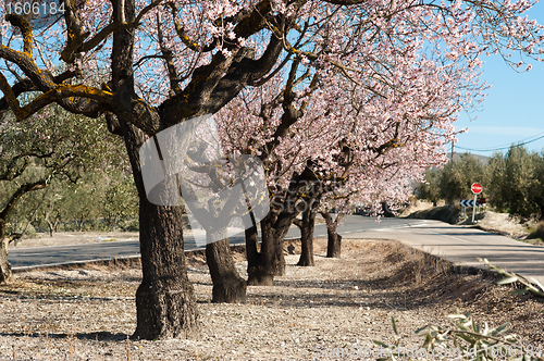 Image of Almond plantation