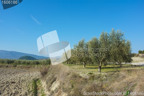 Image of Olive plantation