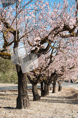 Image of Almond grove