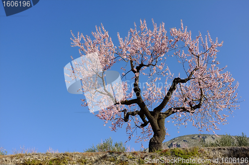 Image of Flowering almond tree