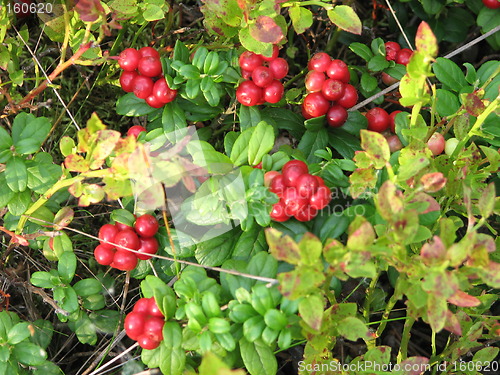 Image of Lingonberry (red whortleberry, cowberry)