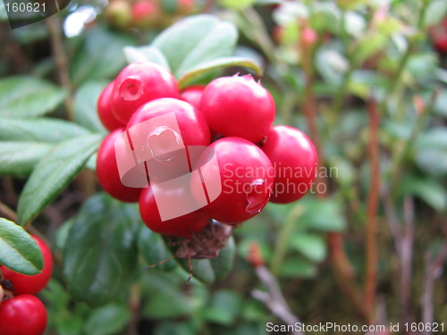 Image of close-up lingonberry (red whortleberry, cowberry)
