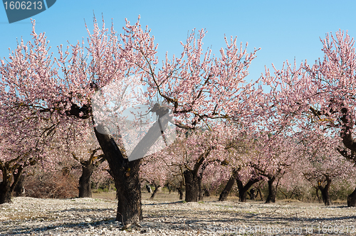 Image of Almond field