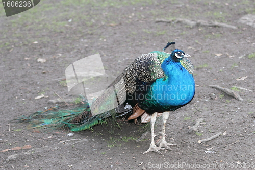 Image of peacock