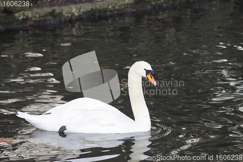 Image of swan