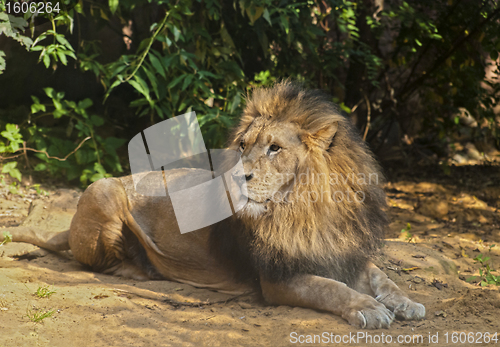 Image of Male Lion