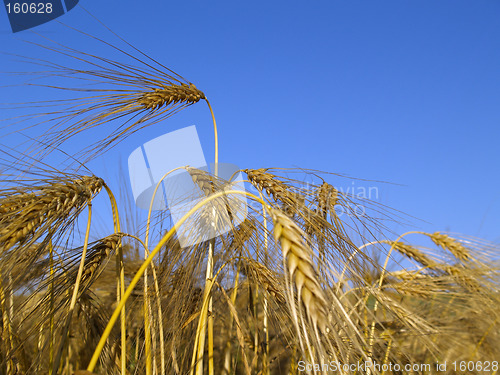 Image of Barley