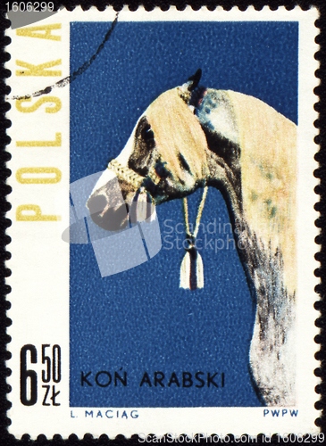Image of Arabian horse on post stamp