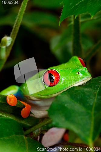 Image of Red Eyed Tree Frog Closeup