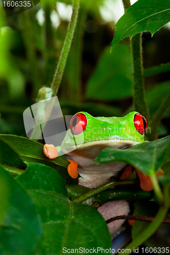 Image of Red Eyed Tree Frog in Leaves