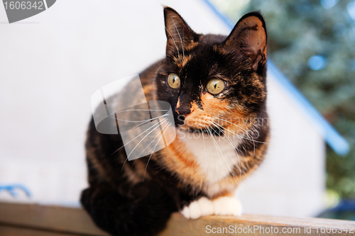 Image of Calico Cat Outdoors