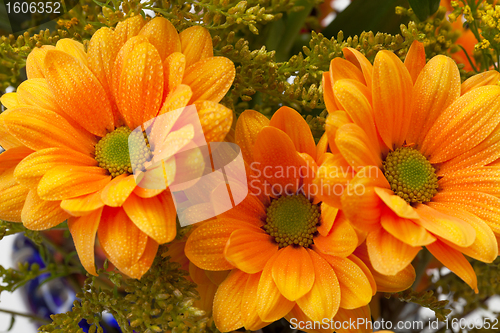 Image of Orange chrysanthemum flowers