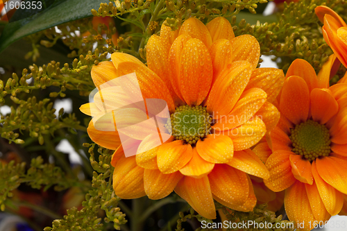 Image of Orange chrysanthemum flowers