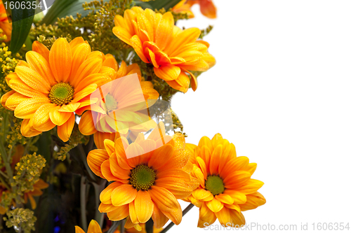 Image of Orange chrysanthemum flowers