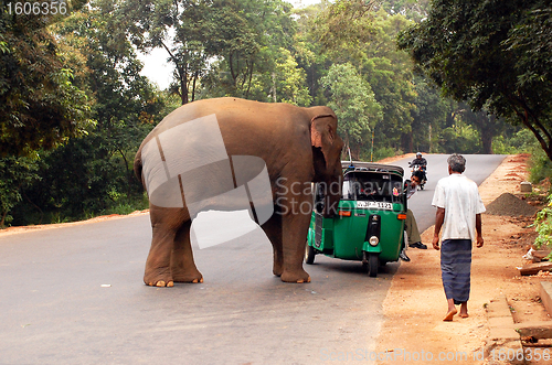Image of Wild Elephant's Attack