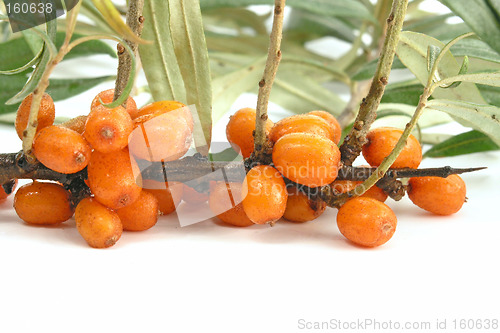 Image of Sea-buckthorn