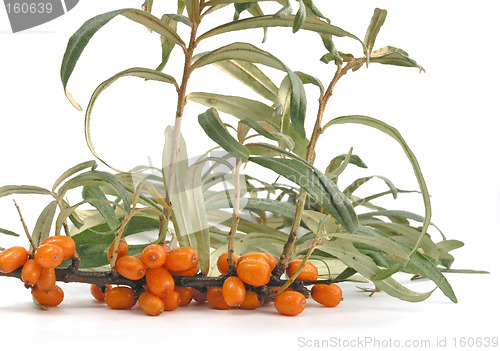 Image of Sea-buckthorn