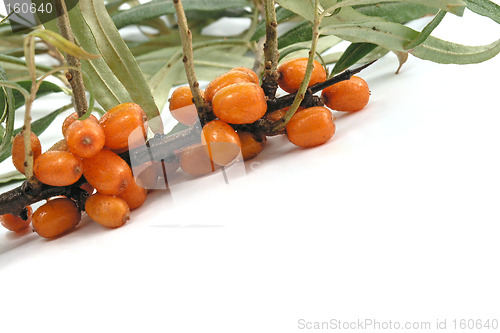 Image of Sea-buckthorn