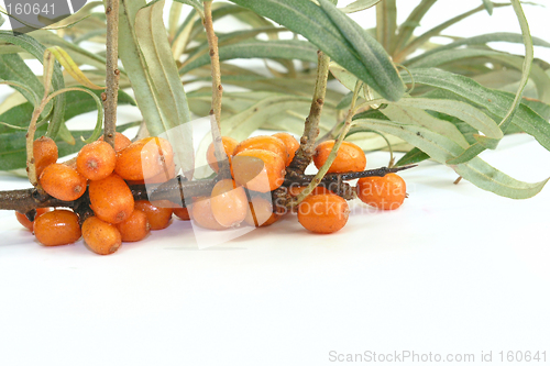 Image of Sea-buckthorn