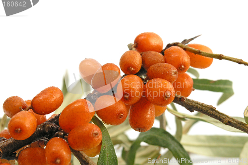 Image of Sea-buckthorn