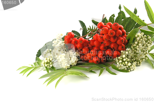 Image of European Rowan fruit