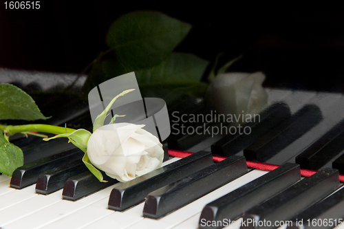 Image of Rose on Piano keys