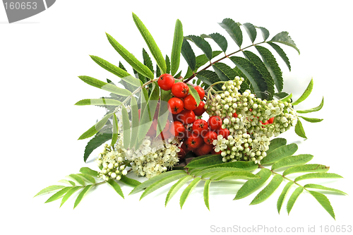 Image of European Rowan fruit